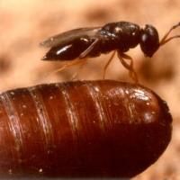 Fly Predator Wasp